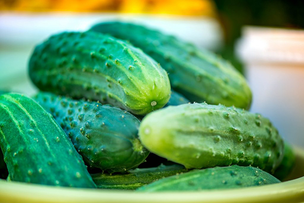 Fruits de la variété de concombres Rodnichok