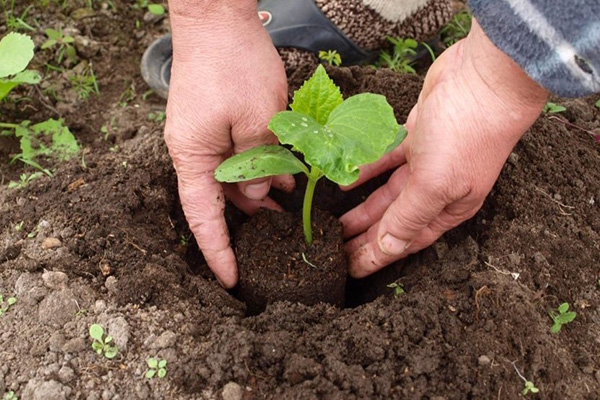 Planter des plants de concombre