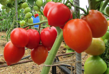 Tomates de la variété Budenovka