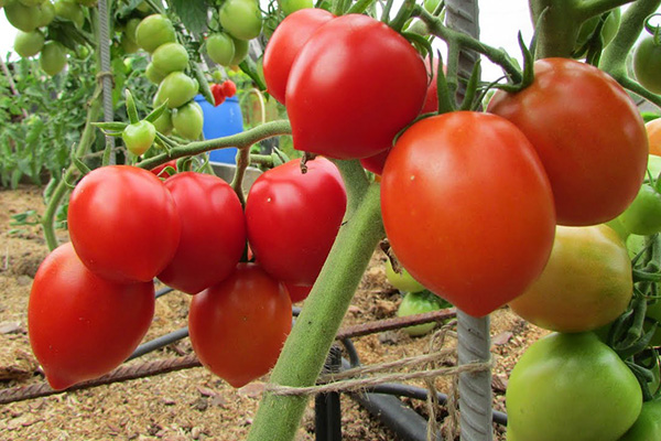 Tomates de la variété Budenovka