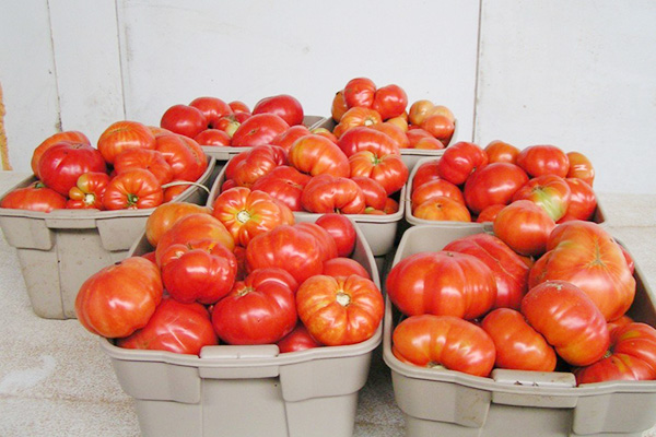 Récolte de tomates Budenovka