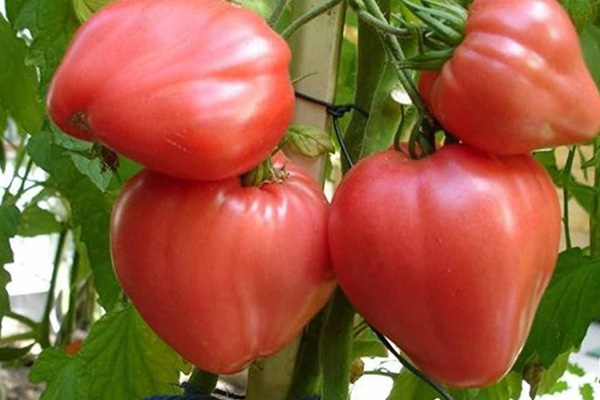 Tomates de la variété Budenovka