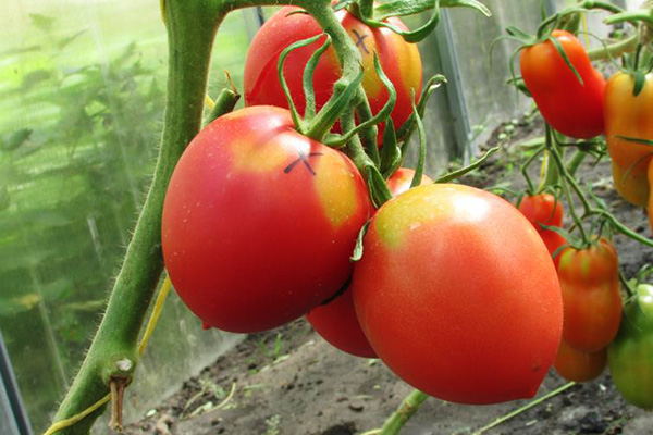 Tomates Budenovka dans la serre