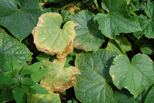 Les feuilles de concombre sèchent