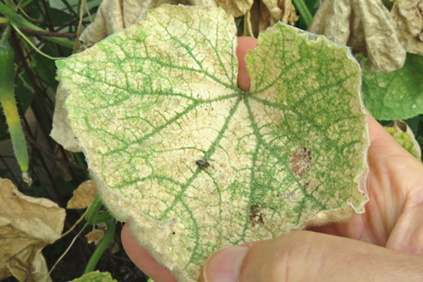 Feuille de concombre jaunie