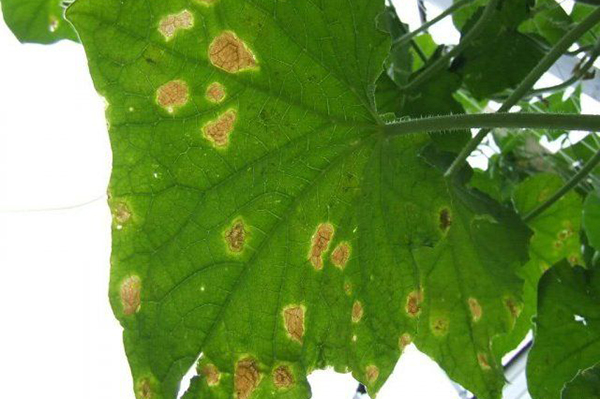 Taches jaunes sur les feuilles de concombre