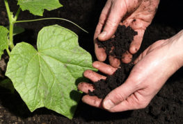 Cultiver des concombres sur un sol noir