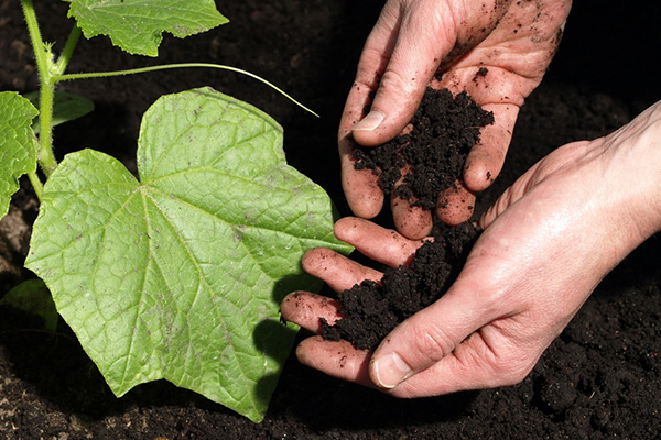 Cultiver des concombres sur un sol noir