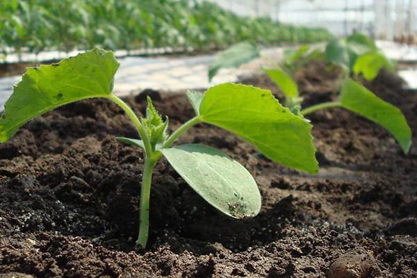 Semis de concombres dans le jardin