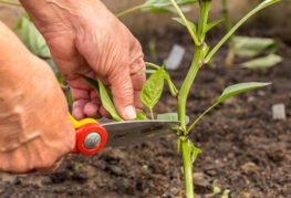 Tailler les feuilles inférieures du poivron