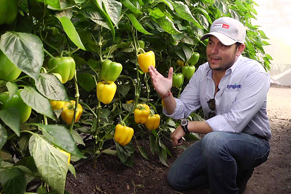 Växande paprika i söder