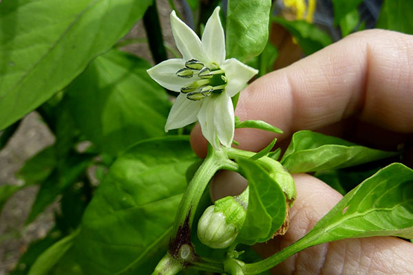 Poivre en fleurs