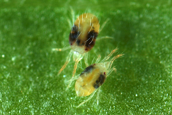 Spindelmåter Tetranychus urticae