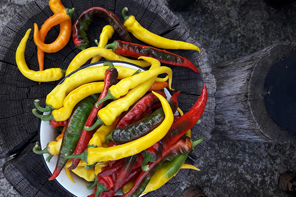 Pepper Harvest Lamb Horn