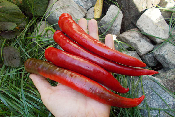 Corne d'agneau aux fruits au poivre