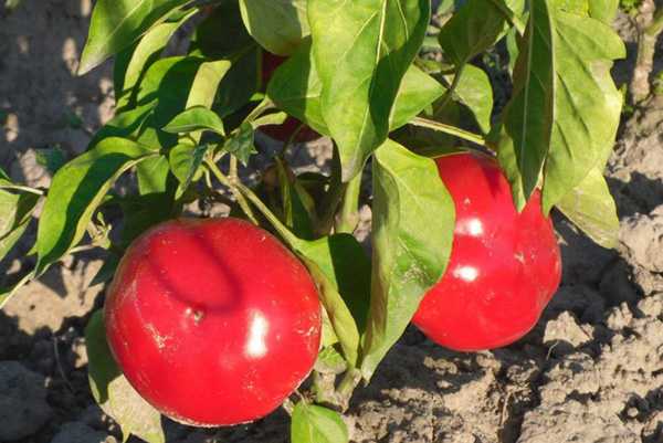 Söt paprika buske Kolobok