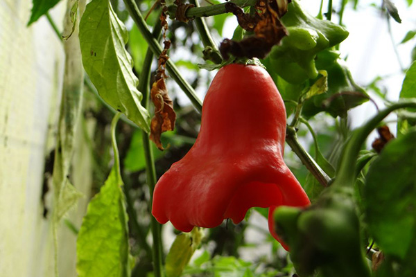 Paprika frukt