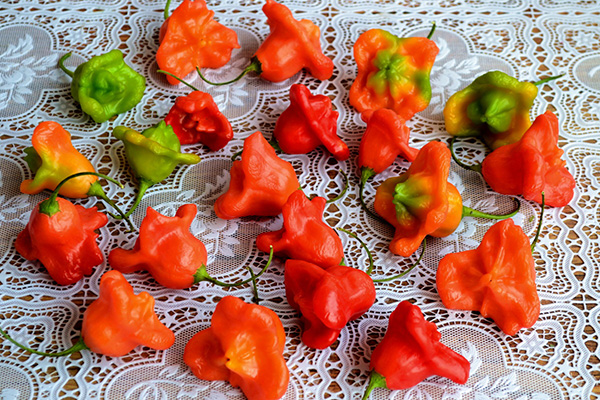 Bell Pepper Harvest