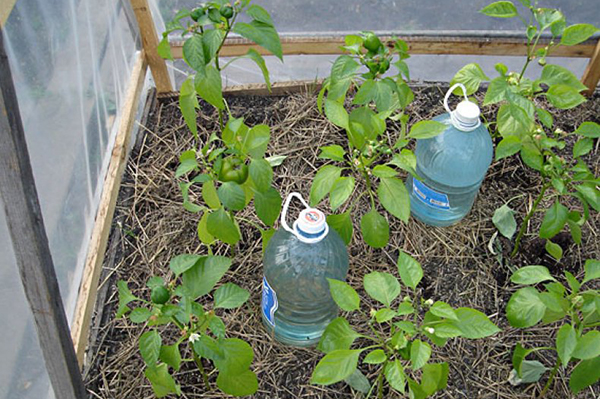 Eau pour arroser les poivrons dans une serre