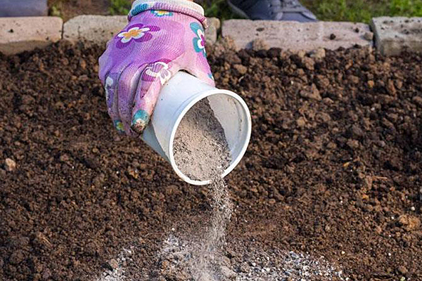 Fertiliser le sol avec de la cendre