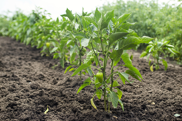 Paprika i det öppna fältet