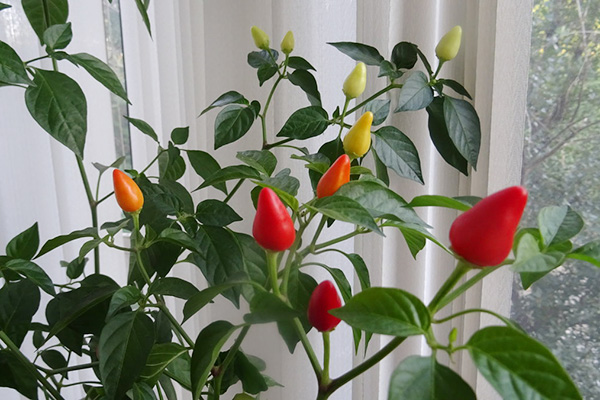 Feu de poivre dans la chambre