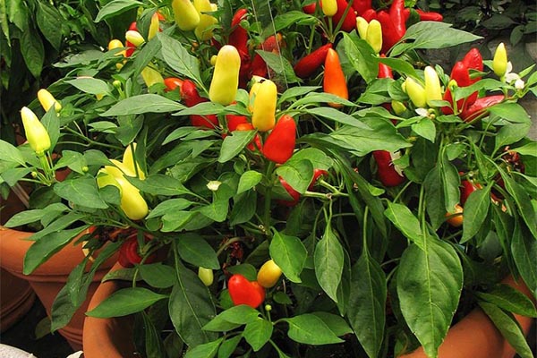 Lush Pepper Bush Spark