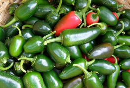 Récolte de piment jalapeno