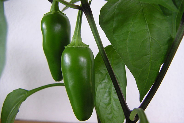 Piments jalapeno sur un buisson