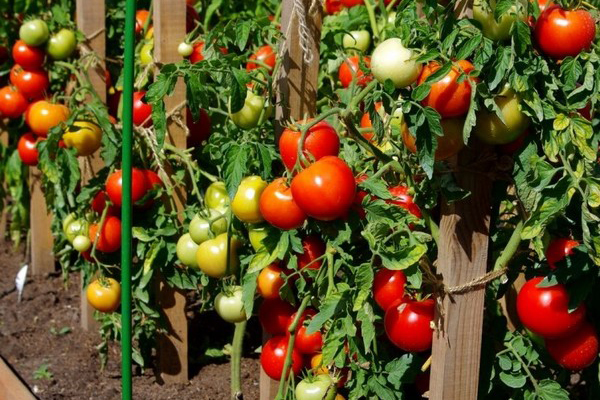 Variétés de tomates Lyubasha