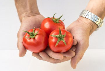 Fruits de tomates de la variété Lyubasha