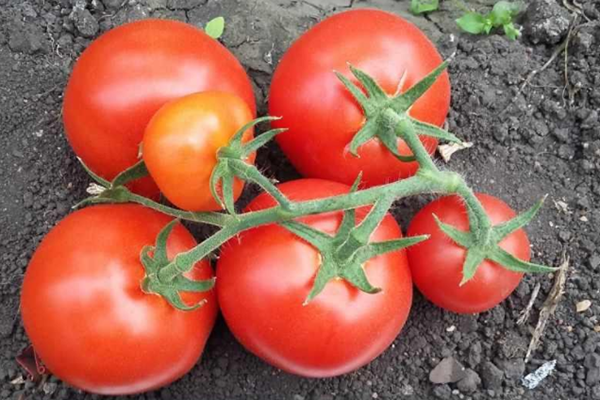 Brosse de tomates de la variété Lyubasha