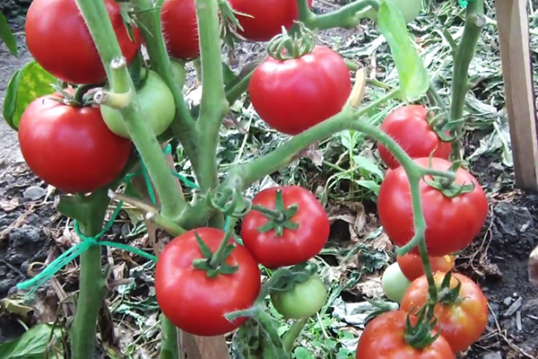 Buisson de tomates Lyubasha