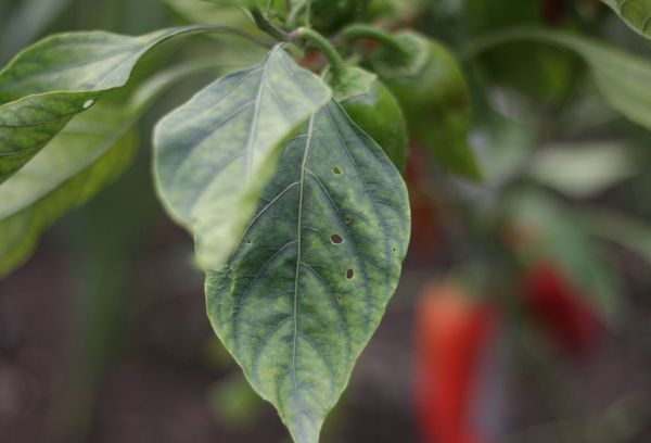 Trous dans les feuilles de poivre