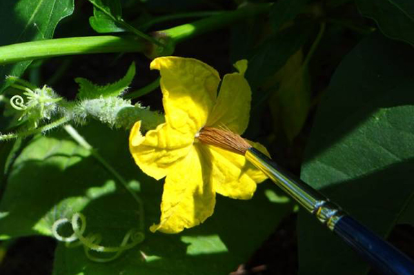 Pollinisation du concombre