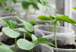 Les plants de concombre dans des tasses