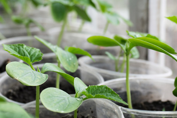 Les plants de concombre dans des tasses