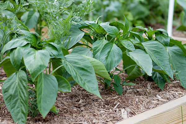 Peppar i en hög säng med mulch