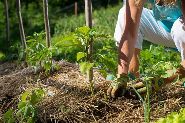 Mulching peppar i det öppna fältet