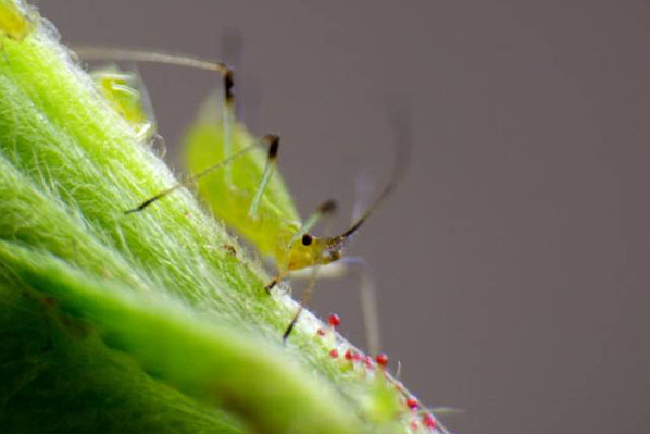 Spécimen de puceron vert