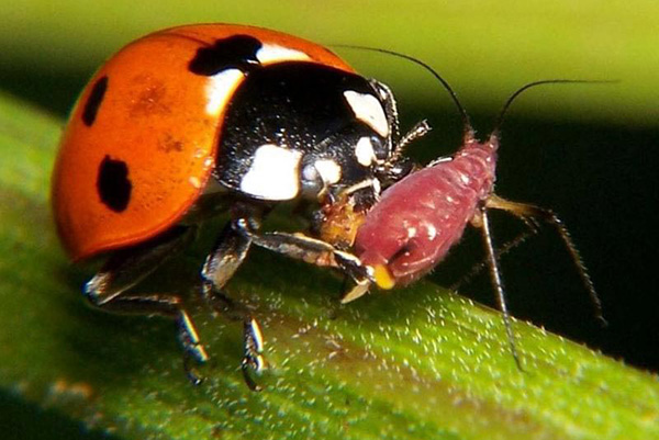 Coccinelle mangeant des pucerons