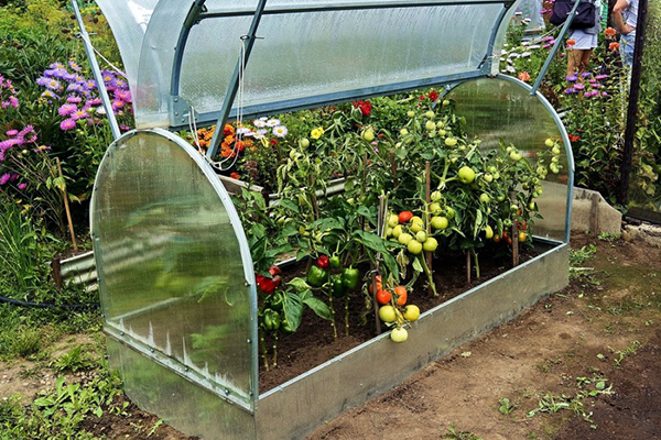 Mini serre avec tomates hybrides