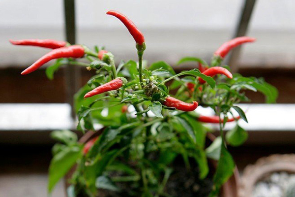 Piments dans un pot