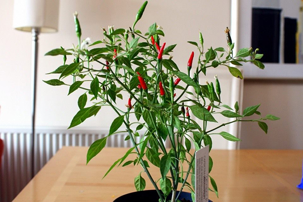 Cultiver des piments dans la chambre