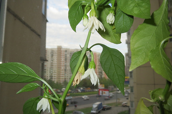 Piments en fleurs sur le rebord de la fenêtre