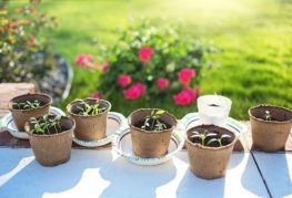 Les plants de poivre en pots