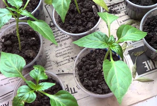 Les plants de poivre dans des verres jetables