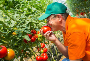 Agronome aux tomates