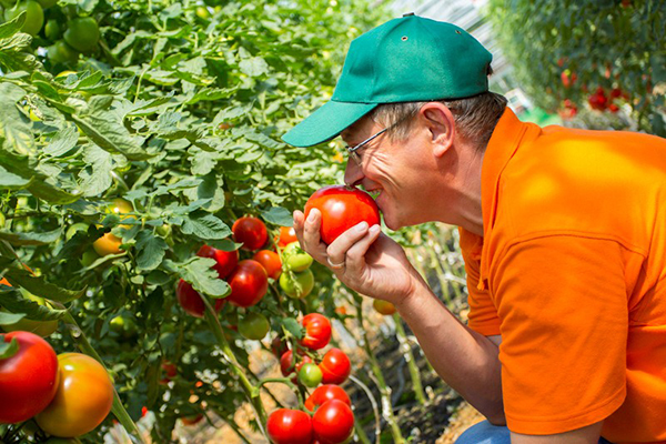 Agronome aux tomates