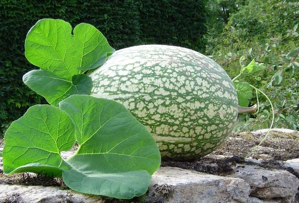 Citrouille à feuilles de figue